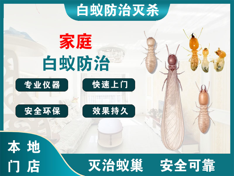 浦东家庭白蚁防治
