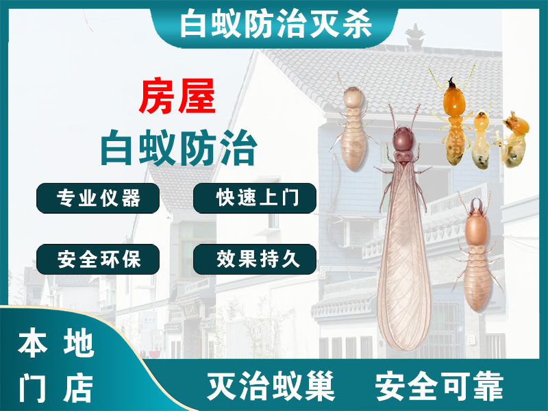 浦东房屋白蚁防治